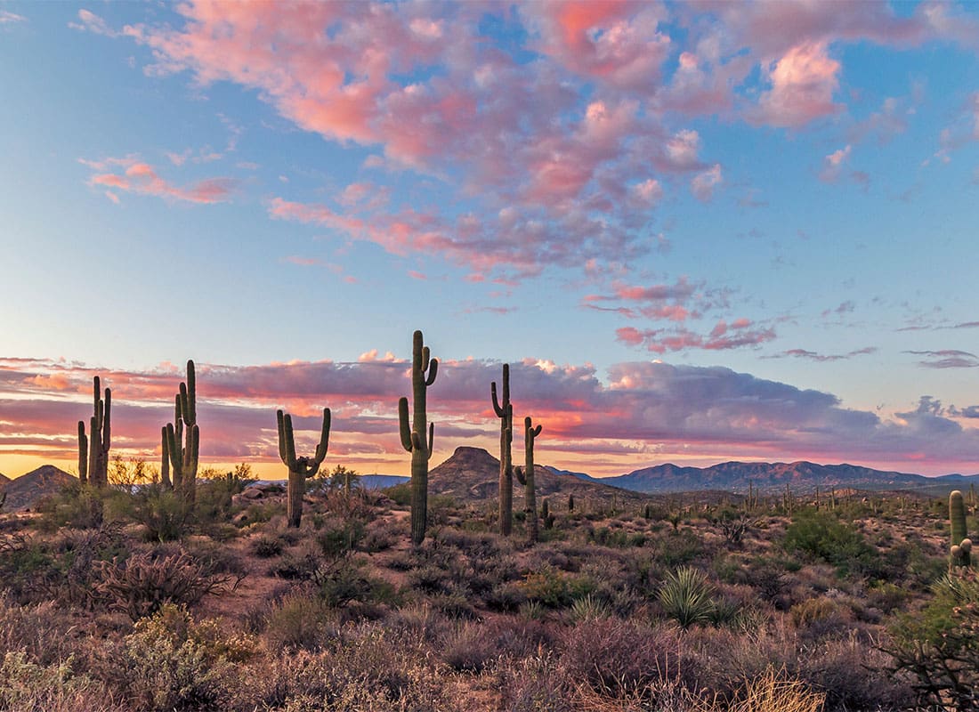 We Are Independent - Scenic View of Large Cactus Plants in the Arizona Desert Against a Colorful Sunset Sky